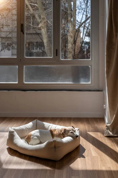 Dog bed in light room with windows. Small dog resting in comfortable white bed in room with parquet floor. Sunny bright day with contrast shadows
