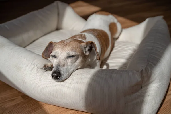 Spící Pes Zavřenýma Očima Starší Roztomilý Pes Šedivými Vlasy Slunečný — Stock fotografie