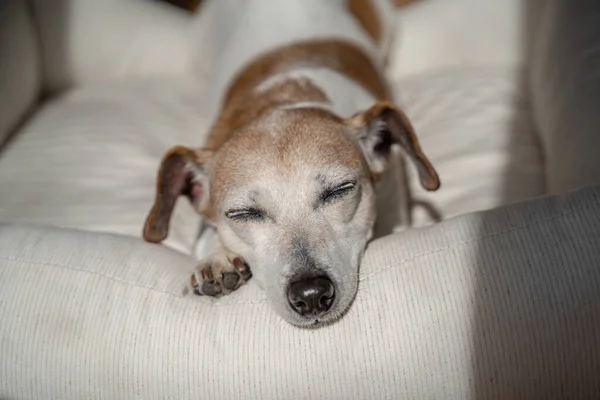Uroczy Portret Śpiącego Psa Zamkniętymi Oczami Starszy Uroczy Pies Siwymi — Zdjęcie stockowe