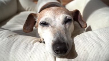 Uykulu köpek kameranın geniş açılı objektifine bakarak portreyi kapatıyor. Yaşlı köpek Jack Russell terrier güneşli günün tadını çıkarıyor beyaz rahat evcil hayvan yatağında dinleniyor. Güzel video görüntüsü. 