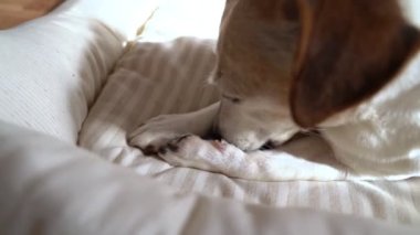 Köpek hafif bir evcil hayvan yatağına uzanıp patisini yalıyor. Video görüntüleri. Yaşlı köpek Jack Russell teriyeri patisini temizliyor. Gri saçlı yaşlı köpek.