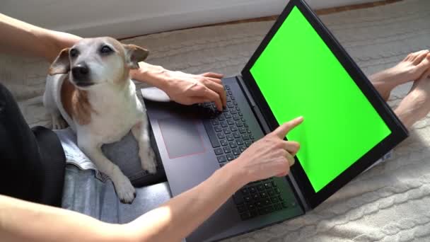 Молода Жінка Використовує Ноутбук Працює Вдома Маленьким Собакою Джек Рос — стокове відео