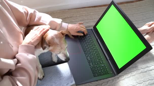 Žena Používající Notebook Chromakey Zelenou Obrazovkou Malý Roztomilý Pes Leží — Stock video