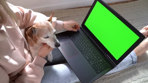 Mulher Usando Laptop Com Chroma Chave Tela Verde Acariciando Pequeno — Vídeo de Stock