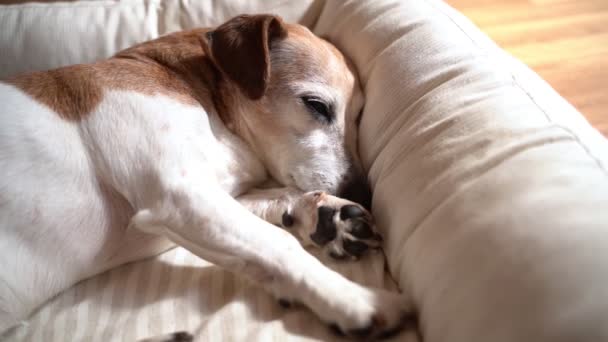 狗睡得很放松平静地呼吸 睁开和闭上双眼 睡着了 灰白的睫毛和头发 舒服的宠物床阳光灿烂 录像镜头 — 图库视频影像