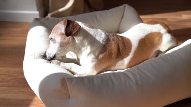 Cão Pequeno Adorável Deitado Cama Estimação Leve Lambendo Pata Quarto — Vídeo de Stock
