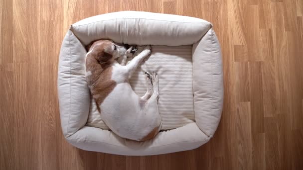快適なペットベッドでリラックスした小さな犬の上からのかわいい睡眠犬の上のビュー 寄木細工の床 眠そうな昼寝のシエスタペットの時間は左側にあります ビデオ映像 — ストック動画
