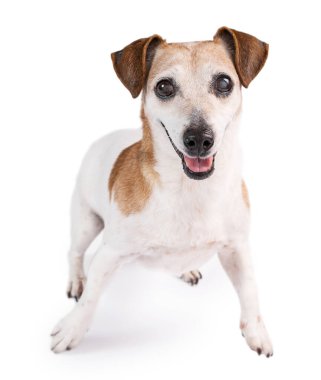 Yaşlı köpeği oynamak heyecan verici. Oynamak istiyor. İzole edilmiş köpek Jack Russell Terrier beyaz arka planda çılgın mutlu gözlerle kameraya bakıyor. Mutlu hayvanlar teması
