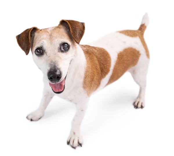 Urocza Podekscytowana Zabawą Starszego Psa Odizolowany Pies Jack Russell Terrier — Zdjęcie stockowe