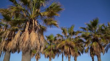 Arka planda palmiye ağaçları var. Akdeniz tatil atmosferi. Video görüntüleri 4K şablonu arka plan oluşturur. İspanya Barselona havası