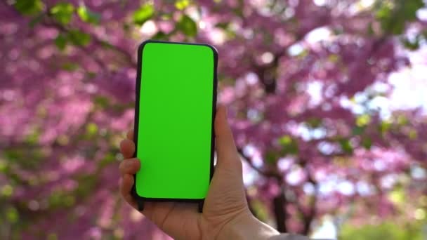 Ruka Drží Vertikální Mobilní Telefon Zelenou Chromakey Obrazovkou Kvetoucím Růžovém — Stock video