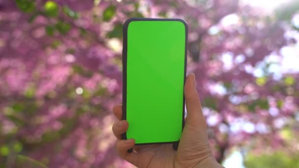 Телефон Зеленим Екраном Хромосоми Квіткових Квітах Весняний Настрій Рожевого Дерева — стокове відео