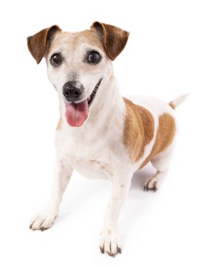 Duygusal köpek oyuncak beklerken oyun oynamak istiyor. Şirin, aktif, son sınıf, tam boy köpek Jack Russell Terrier beyaz arka planda oturuyor.. 