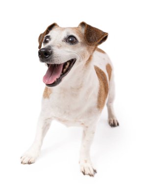 Gülümseyen sevimli Jack Russell Terrier yukarı bakıyor. 13 yaşındaki aktif yaşlı evcil hayvanın beyaz arka planda kaldığı için mutlu. Stüdyo çekimi tam yükseklik 