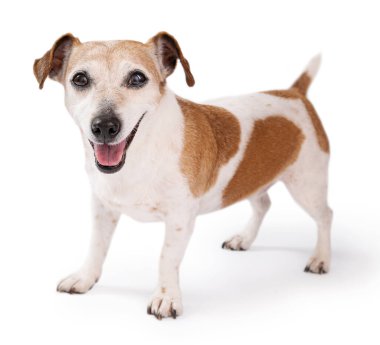 Beyazın üstünde köpek. 13 yaşındaki yaşlı mutlu köpek Jack Russell Terrier kameraya bakıyor ve gülümsüyor.. 