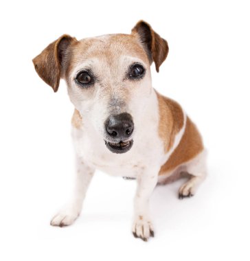 Komik köpek suratlı, kafası karışmış bir şekilde kameraya bakıyor. Beyaz arka planda küçük yaşlı köpek Jack Russell terrier. Aptal surat ifadeleri.  