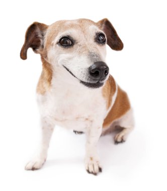 İğneleyici gülüşü olan, beyaz arka planda oturan kameraya bakan sevimli küçük köpek.. 