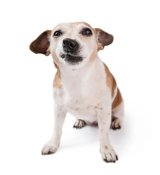 懐疑的で皮肉な表情をした面白い犬は カメラを見て犬を食いしばる ジャック ラッセル テリアは白い背景に座っている 冗談だ — ストック写真