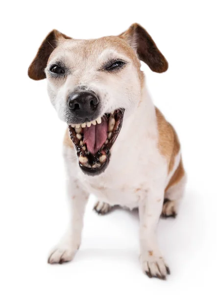 変な犬の顔だ 懐疑的で皮肉な表情をした愚かな犬は カメラを見て犬を食いしばる ジャック ラッセル テリアは白い背景に座っている 顔を作る蜂の巣 — ストック写真