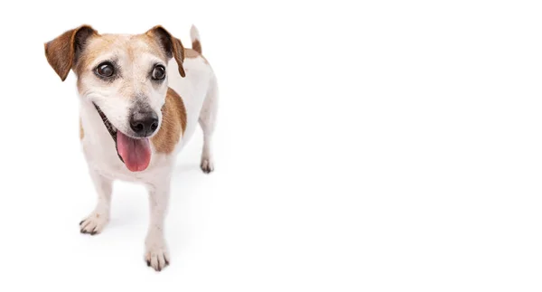 Glücklicher Hund Voller Größe Lächelnde Ältere Jahre Alter Hund Der — Stockfoto