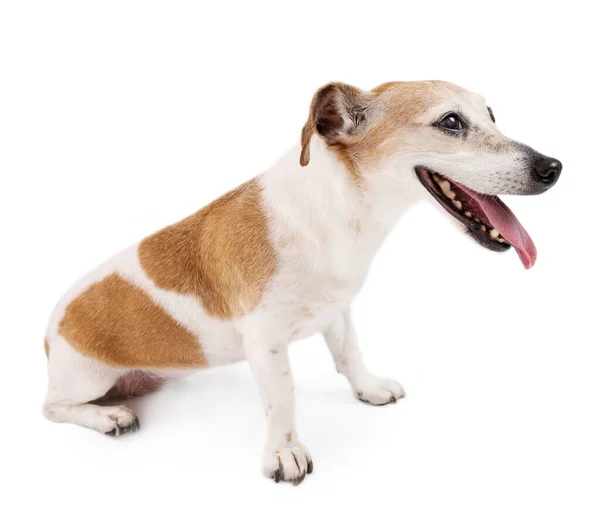 Yerde Oturmuş Sağa Bakan Sevimli Bir Köpek Profil Kenarı Görünümü — Stok fotoğraf
