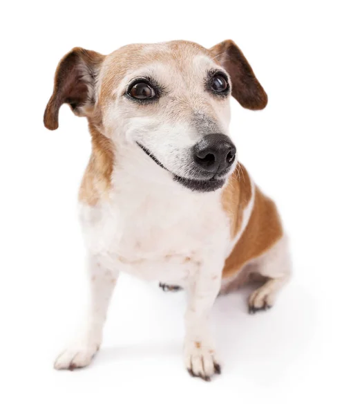 Cute Mały Pies Sarkazmem Sceptyczny Uśmiech Patrząc Aparat Siedzi Białym — Zdjęcie stockowe