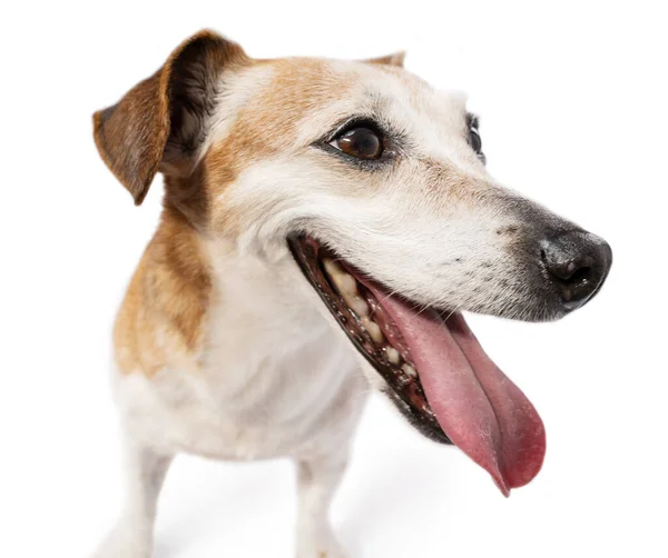 Закрыть Собаку Огромный Портрет Головы Открытым Ртом Старший Летний Джек — стоковое фото