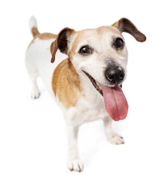 Schattige Glimlachende Kleine Hond Jack Russell Terriër Die Naar Camera — Stockfoto