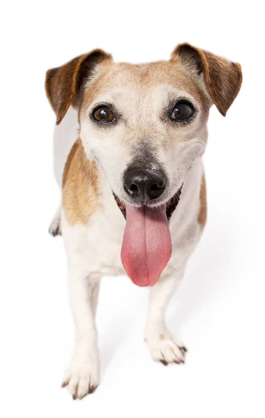 Perro Mirando Cámara Sonriendo Lengua Por Boca Abierta Adorable Perro —  Fotos de Stock