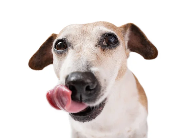 空腹の面白いドスの顔をなめる 鼻が大きい 白い背景に愚かな犬ジャック ラッセル テリアの肖像画を閉じます おいしい食べ物の軽食を待っています — ストック写真
