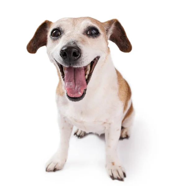 白い背景に愛らしいシニア犬がカメラを見て長さいっぱいに座って 広い口を開けて笑っています 可愛いジャック ラッセル テリア 高齢のペットのテーマシリーズ 叫んで悲鳴を上げる犬の顔 — ストック写真