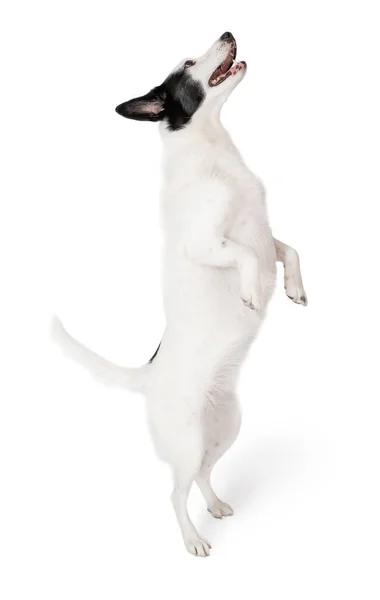白い背景に後ろ足 に立つアクティブボーダーコリー犬 面白い白い犬のダンスを検索します 白を基調とした動物テーマシリーズ — ストック写真