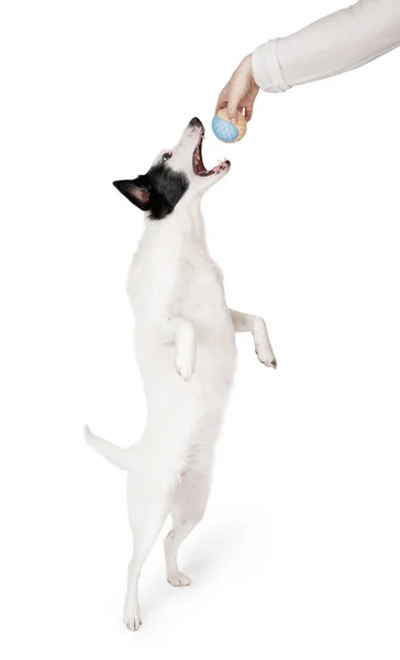 犬のおもちゃのボールを再生 白い背景に足 の後ろに立っているかわいい白い若い国境のコロニーは ボールのおもちゃに到達しようとしています 女の手のおもちゃを保持 白いシリーズに隔離された面白いダンスペット — ストック写真
