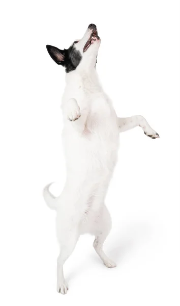 白い背景に足 の後ろに立ってアクティブなボーダーコリー犬を踊ります 面白い白い犬のダンスを検索します 白を基調とした動物をテーマにしたシリーズ 犬の訓練命令 — ストック写真