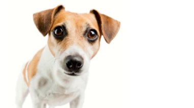 Beyaz arka planda şirin küçük köpek portresi. Merakla bak. Banner video 3d etkisi parallax döngüsü programdaki fotoğraftan oluşturuldu