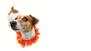 Hawaii çiçekli kolyeli parti köpeği kameraya mutluluk ve gülümsemeyle bakıyor. Beyaz arka planda sevimli, küçük bir evcil hayvan olan Jack Russell Terrier. 3d etkisi parallax döngüsü oluşturuldu 