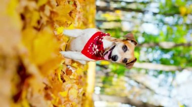 Güneşli parkta sonbahar köpeği. 3D etkisi parallaks döngüsü. Kırmızı mendil bandanalı sevimli beyaz köpek Jack Russell Terrier gülümsüyor. Programdaki fotoğraftan kaynaklanan parallaks etkisi. Dikey