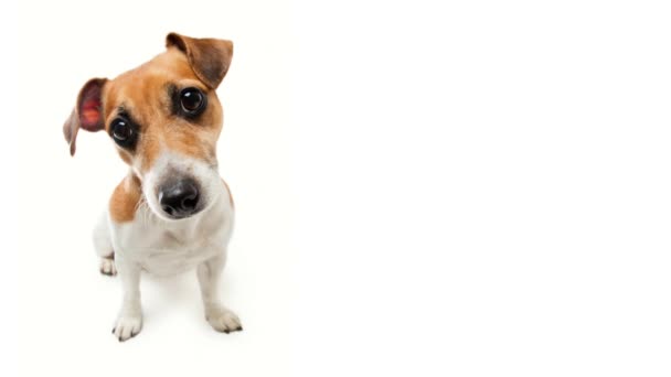 Schattige Kleine Hond Volle Groei Zit Een Witte Achtergrond Kijk — Stockvideo