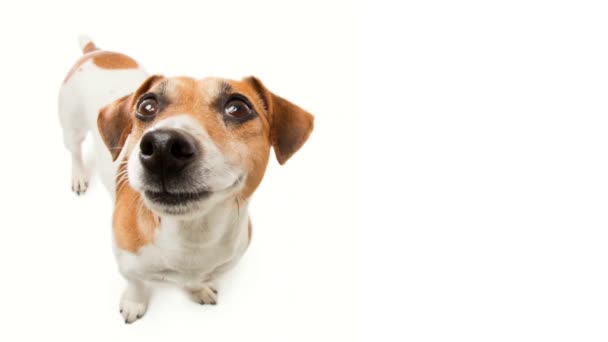 Šťastný Usměvavý Malý Pes Dívá Kameru Radostí Bílém Pozadí Nápis — Stock video