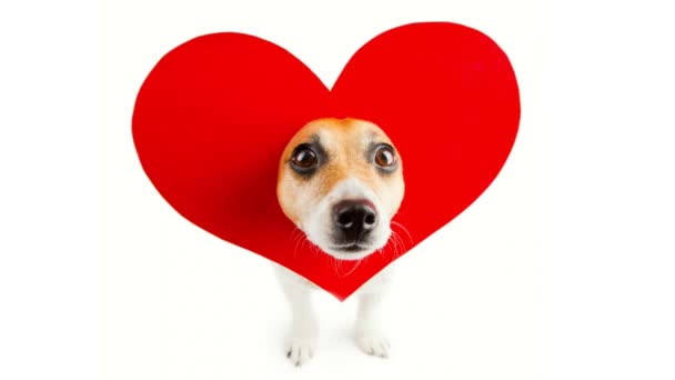 Love Romantic Symbol Cute Dog Face Red Heart Shape Looking — Stock Video