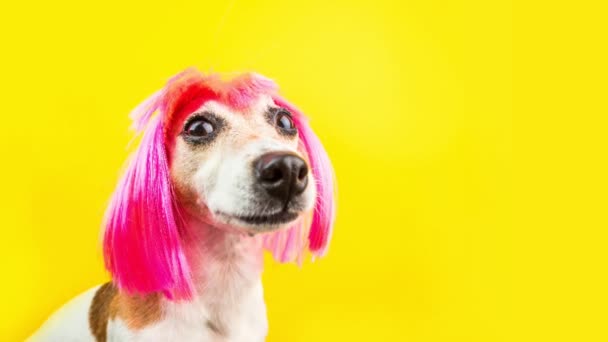 Rosa Hår Peruk Hund Gul Bakgrund Bedårande Snygg Mode Offer — Stockvideo