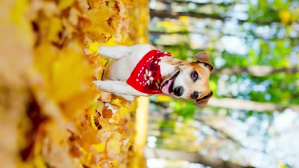 Φθινοπωρινό Σκυλί Στο Ηλιόλουστο Πάρκο Αποτέλεσμα Parallax Looping Αξιολάτρευτο Μικρό — Αρχείο Βίντεο