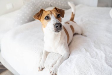 Güzel, beyaz bir köpek, açık renk yatak odasında yatıyordu. Siesta zamanı. Şirin, şımartılmış sağlıklı köpek rahat kanepenin keyfini çıkarıyor. 