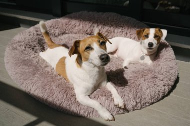 Bir çift şirin köpek güneşleniyor ve kameraya bakıyor. Güneşli yaz terasında tüylü evcil hayvan yatağında dinlenen sevimli beyaz köpekler. Rahat bir atmosfer. Aile fotoğrafı. 