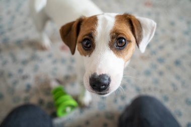Genç köpek Jack Russell Terrier 'ın sevimli yüzü yeşil oyuncakla oynamak istiyor. Beklentiye göre bakıyorum. İlgi bekliyor. Sevimli Jack Russell Teriyer portresi  
