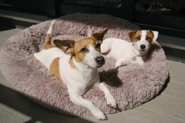 İki şirin köpek güneşleniyor ve kameraya bakıyor. Güneşli yaz terasında tüylü evcil hayvan yatağında dinlenen sevimli beyaz köpekler. Rahat bir atmosfer. Aile fotoğrafı. 