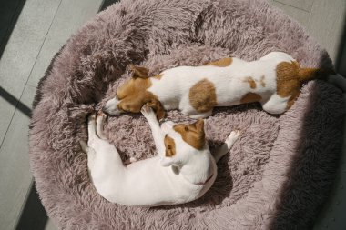 Köpekler yazın terasta güneşin tadını çıkarıyorlar. Tüylü evcil hayvan yatağında birlikte yatıyorlar. Baba oğul aile ilişkisi. Güzel hayvanlar teması. Küçük olan yaramaz küçük kardeşi oynamak istiyor.