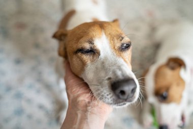 Sevimli köpek kafası tutan el. Gözler zevkle kapalı, rahatla ve güven. Küçük bir alan derinliği. Sevimli evcil hayvan Jack Russell terrier yüzü okşamanın keyfini çıkarırken küçük olan odak dışında oyuncakla oynuyor.