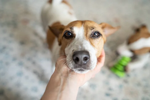 hand holding cute dog head. eyes looking at camera with relax and trust. small depth of field. Adorable pet Jack Russell terrier face. In love eyes. While the small one playing with a toy out of focus