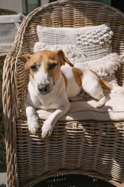 Şık Köpek Jack Russell Terasta Kamış Sandalyede Uzanmış Öğle Yemeği — Stok fotoğraf